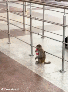 Humor -  Fun Tiere Affen 01 