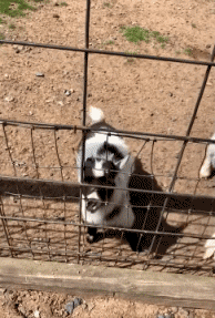 Humor - Fun Animales Cabras - Perilla Serie 02 