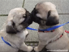 Humor -  Fun Tiere Hunde 01 