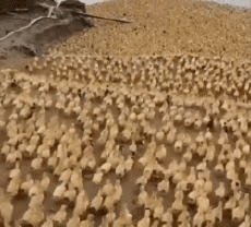 Humor -  Fun Animals Birds Various 02 