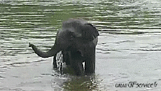 Humour - Fun Animaux Eléphants 01 