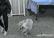 Humor - Fun Animales Perros 02 