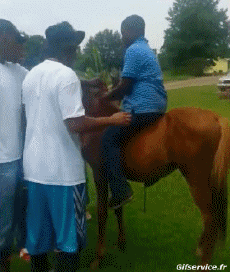 Umorismo -  Fun Animali Cavalli Serie 02 