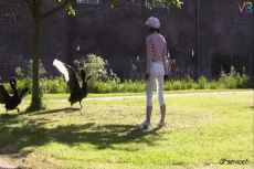 Humor -  Fun Animals Birds Various 02 