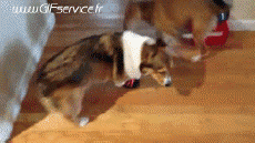 Humor -  Fun Animals Dogs 01 