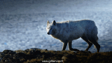 Humor - Fun Animales Lobo 01 