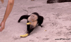 Humour - Fun Animaux Singes Serie 01 