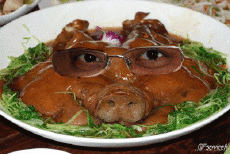 Humor -  Fun Animals Pigs - Bushpigs 01 