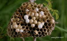 Humor -  Fun Tiere Insekten 01 