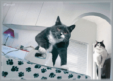 Humor -  Fun Animals Cats 05 