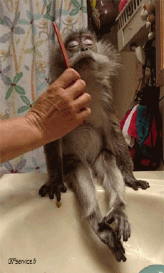 Humor - Fun Animales Monos 01 