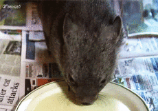 Humor -  Fun Tiere Wombat 01 