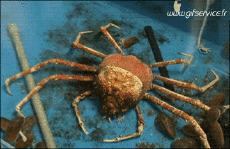 Humor -  Fun Animals Crabs 01 
