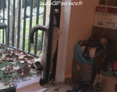 Humor -  Fun Animals Cats 03 