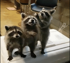 Humor -  Fun Animals Raccoons 01 