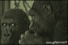 Umorismo -  Fun Animali Scimmie 01 