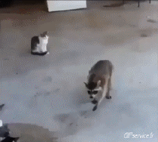 Humor - Fun Animales Mapaches 01 