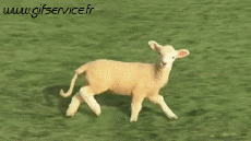 Humor - Fun Animales Oveja 01 