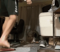 Humour - Fun Animaux Cochons Sangliers Serie 02 