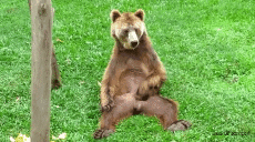 Humour - Fun Animaux Ours Serie 01 