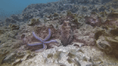 Humor -  Fun Animals Octopus 01 