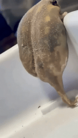 Humor - Fun Animales Ranas 01 