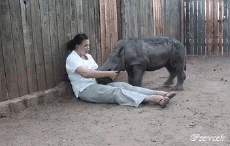 Humour - Fun Animaux Rhinocéros 01 