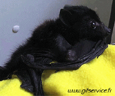 Humor -  Fun Animals Bat 01 