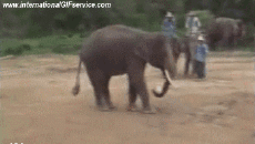 Humour - Fun Animaux Eléphants 01 