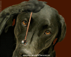 Humour - Fun Animaux Chiens Serie 01 