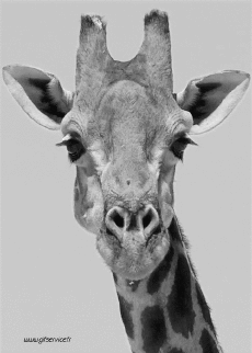 Umorismo -  Fun Animali Giraffe 01 