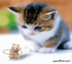 Humor - Fun Animales Ratón 01 