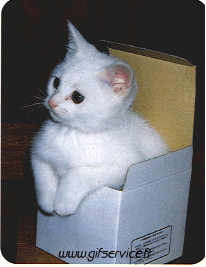 Humor -  Fun Tiere Katze 03 