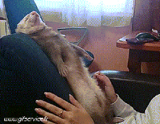 Humour - Fun Animaux Furets 01 