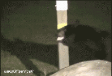 Humor - Fun Animales Oso 01 