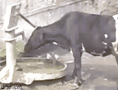 Humor - Fun Animales Vacas 01 