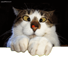 Humor -  Fun Tiere Katze 03 