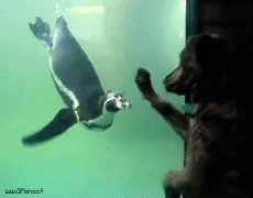 Humor -  Fun Animals Penguins 01 