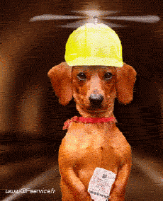 Humor -  Fun Animals Dogs 02 