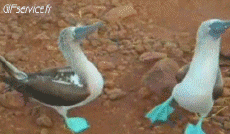 Humor -  Fun Tiere Geflügel Verschieden 