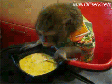 Humor -  Fun Animals Monkeys 01 