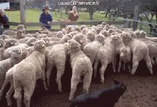 Humor -  Fun Tiere Hunde 02 