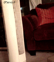 Humor -  Fun Tiere Katze 05 