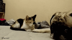 Humor -  Fun Animals Cats 04 