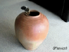 Humor -  Fun Animals Cats 05 