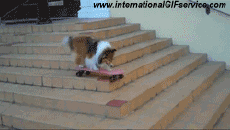 Humor -  Fun Animals Dogs 01 