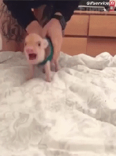 Humor -  Fun Tiere Schweine - Wildschweine 01 