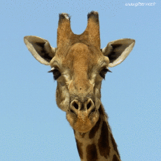 Humour - Fun Animaux Girafes Serie 01 