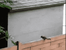 Humor -  Fun Animals Squirrels 01 