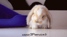 Umorismo -  Fun Animali Conigli 01 